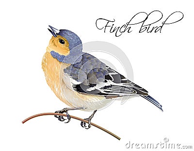 Finch bird illustration Vector Illustration