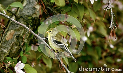 A Finch Blends Well into the Surroundings Stock Photo