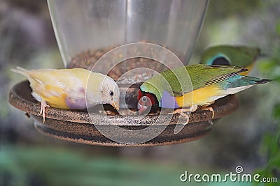 Finches On A Bird Feeder Stock Photo