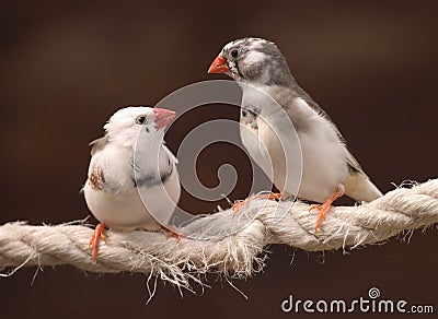 Finches in Love Stock Photo