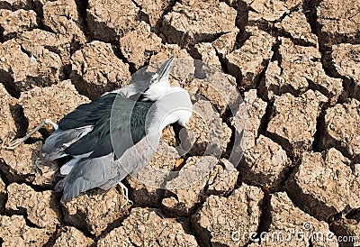 Bird carcass Stock Photo