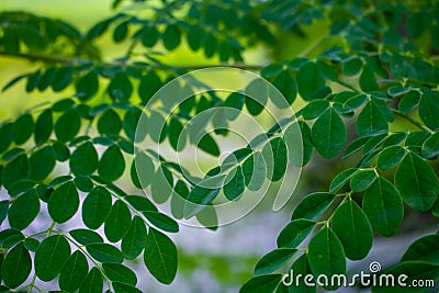 Find Complete Details about Fresh Moringa Leaves, Green Moringa Leaf Vegetables Fresh, Moringa Fresh Leaf Leaves Tea. Stock Photo