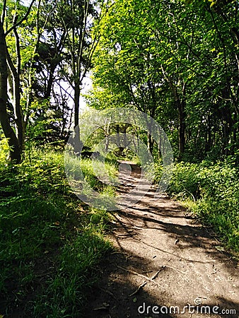 Find Dotty in the wood Stock Photo