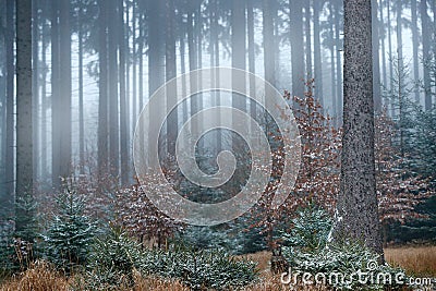 Find the owl. Eurasian Eagle Owl, Bubo Bubo, sitting in the grass at foggy forest, wildlife photo with orange autumn colours, Stock Photo