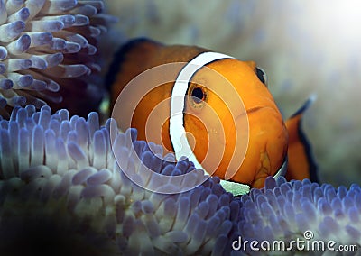 Finding nemo Stock Photo