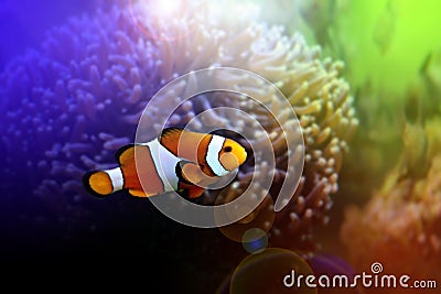 Finding Nemo Stock Photo