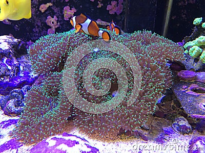 Finding Nemo on a Real Fish Tank Playing on a Mushroom Coral Stock Photo