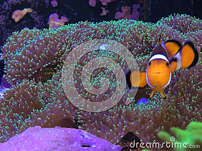 Finding Nemo on a Real Fish Tank Playing on a Mushroom Coral Stock Photo