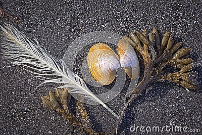 Finds on the beach of Iceland, seaweed, bird feather and shell Stock Photo