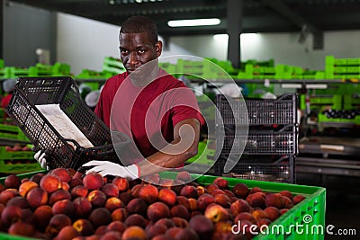 Fine African worker loading nectarines Stock Photo