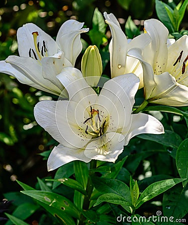 Outdoor image of a blooming open white lily with several blossoms on green natural background Stock Photo