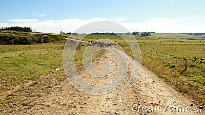 Fine art, color, landscape photo of cattle on a dirt road. Stock Photo