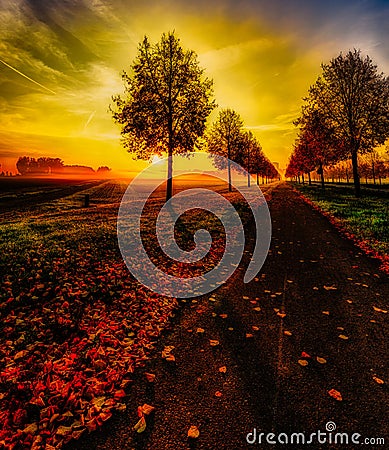 Glorious autumn sunrise on an alley with a dramatic sky and a cycle path with leaves Stock Photo