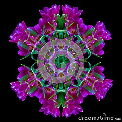 Geometrical color mandala made from macros of purple green tulips on black background Stock Photo