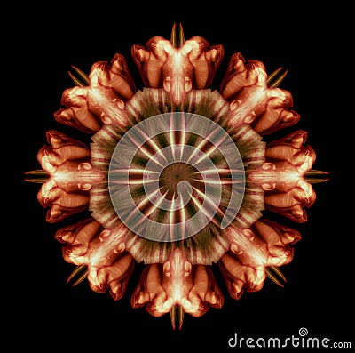 Geometrical symmetrical color pattern ornament mandala made of macros of yellow brown tulips Stock Photo