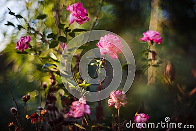 Fine art image of beautiful pastel roses in garden. Stock Photo