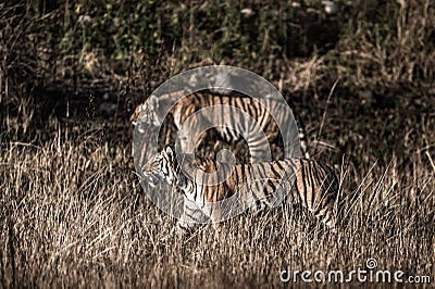 Mother tiger or famous tigress paarwali or paro of corbett and her cub stalking possible prey to kill in grassland at jim corbett Stock Photo