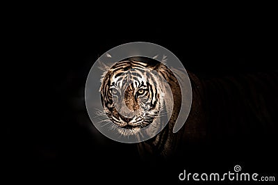 Fine art image of ranthambore wild male tiger at ranthambore national park Stock Photo