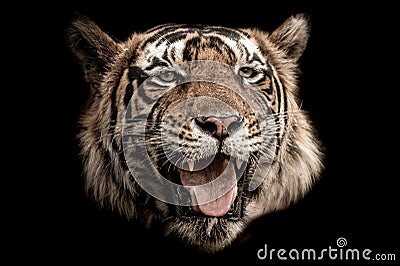 Fine art image of ranthambore wild male tiger at ranthambore national park rajasthan india Stock Photo