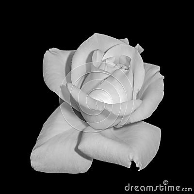 Still life bright monochrome flower macro of a single isolated fresh white rose blossom on black Stock Photo