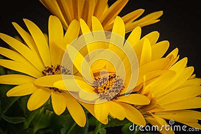 Fine art still life color flower macro of a bunch of wide open blooming yellow cape daisy / marguerite blossoms Stock Photo