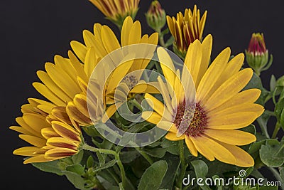 Fine art still life color macro of a bunch of wide open blooming yellow cape daisy / marguerite blossoms Stock Photo