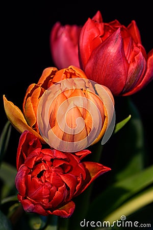 Fine art still life colorful flower macro of a bouquet of three red and orange tulip blossoms on black background Stock Photo