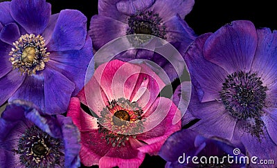 Fine art still life floral colorful macro of a bouquet / bunch / collage of pink and violet blue anemone blossoms with detailed Stock Photo