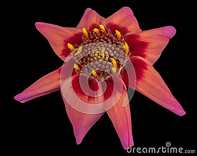 Macro of a red isolated single wide open dahlia blossom on black background, detailed texture Stock Photo
