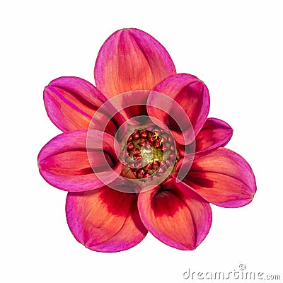 Macro of a red pink isolated single wide open dahlia blossom on white background Stock Photo