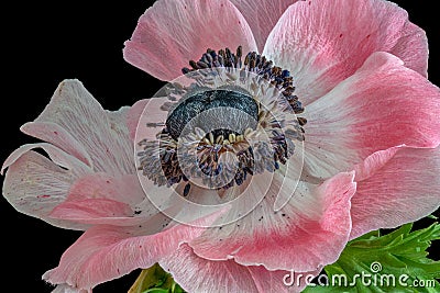 Single isolated wide open bright white pink blue anemone blossom Stock Photo