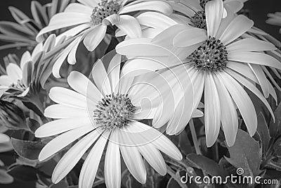 Monochrome macro of a bunch of wide open white cape daisy / marguerite blossom on natural blurred Stock Photo