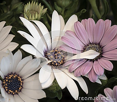 Pastel color macro of wide open white and pink african/cape daisy/marguerite blossoms,green leaves, Stock Photo