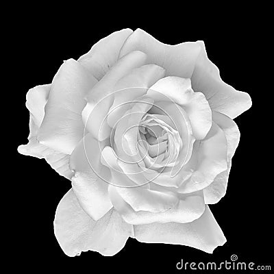 Fine art still life top view bright monochrome macro of a fresh white rose blossom with a rain drop Stock Photo