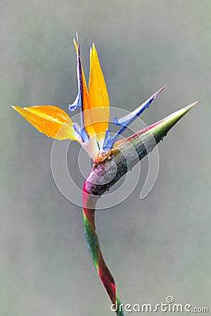 fine art Strelitzia flower Stock Photo