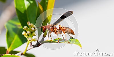 Fine backed red paper wasp hornet - Polistes Carolina - side profile view showing eye, legs, wings body or pronotum Stock Photo