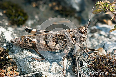 A fine example of the mimicry of a gray grasshopper sitting on a rock. insect, summer season Stock Photo