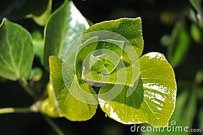 Fine hairs on fresh green leaves of an ivy Stock Photo