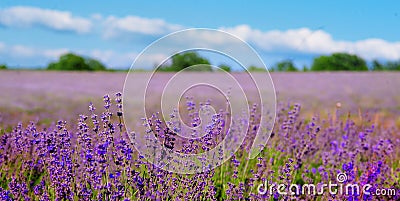 Fine lavender flowers plant and blooming on blurred nature background , banner for website Stock Photo