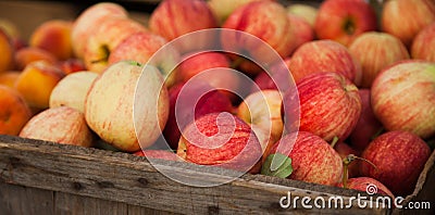 Fine ripe apples Stock Photo