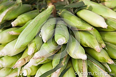 Fine ripe corncobs Stock Photo