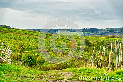 Fine vineyard at Trittenheim/Germany Stock Photo