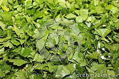 Finely chopped fresh green parsley closeup Stock Photo