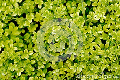 Fines herbes botany plant leaf detail abstract Stock Photo