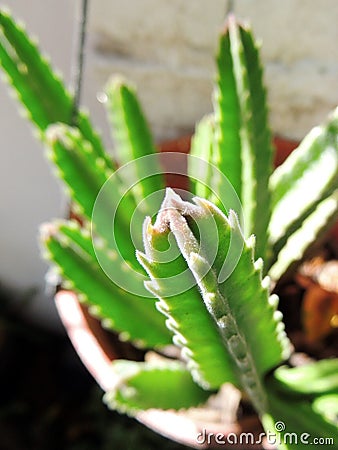 Finger Cactus Stock Photo