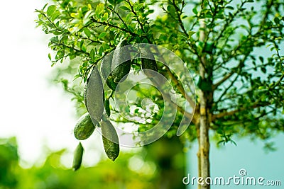 Finger lime on tree with bokeh Stock Photo