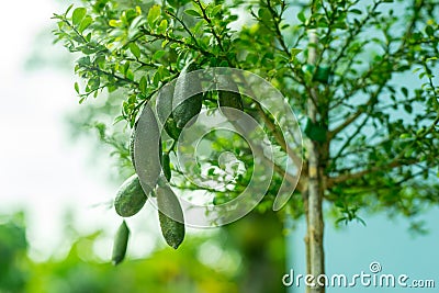 Finger lime Stock Photo