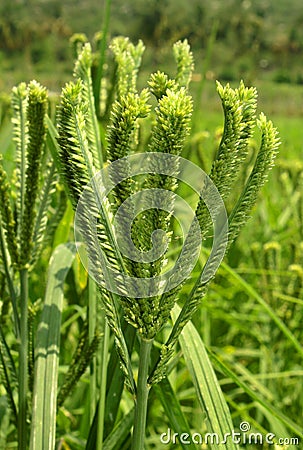 Finger millet bunches on the plant in a farm green field. Stock Photo