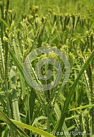 Finger millet plant farm green field. Stock Photo