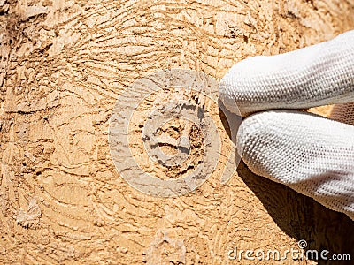 Finger pointing insect tunnels under bark. Forester shows maps bitten by larvae Stock Photo